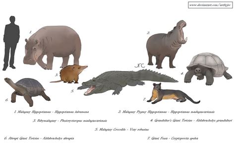 Extinct Island Fauna Madagascar 2 By Artbyjrc On Deviantart