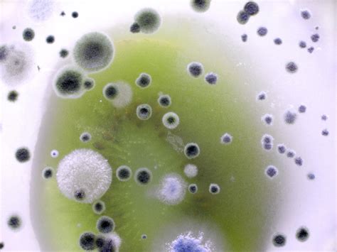 Common Types Of Mold Mold Solutions