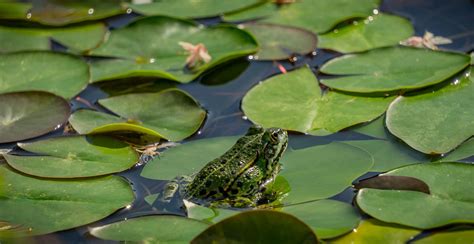 Frog On A Lily Pad Photo Credit To Scholty1970 Pixabay [1920 X 991] Lily Pads Frog Lily