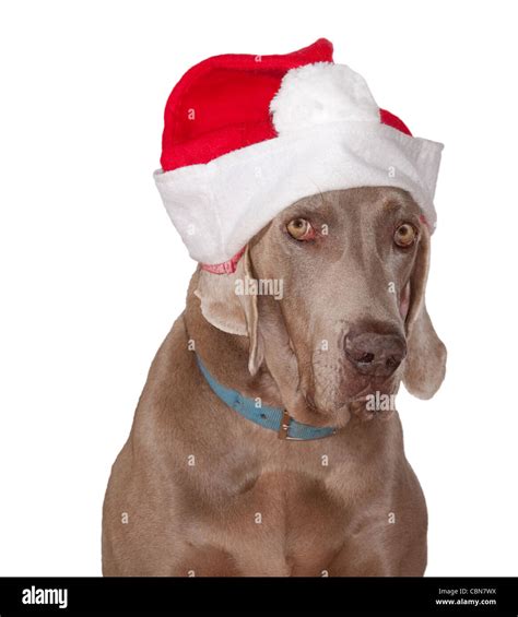 Weimaraner Dog Wearing A Santa Hat With A Questioning Look On His Face