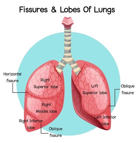 Fissures And Lobes Of Lungs 1782959 Vector Art At Vecteezy