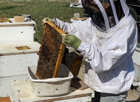 Scooping Bees Bee Informed Partnership