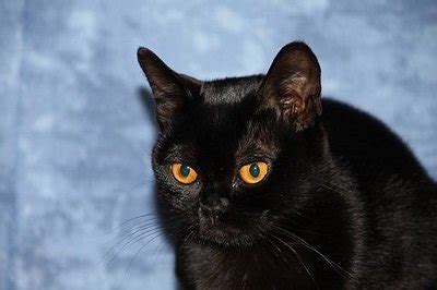 Top 10 domesticated cat breeds. 10 Top Non-Shedding Cats - Care.com Community