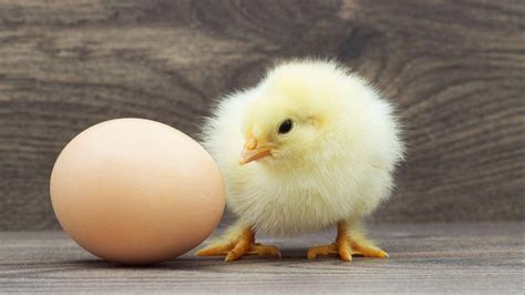Download Chick With Egg Wallpaper