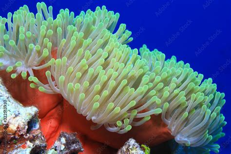 Magnificent Sea Anemone Stock Photo Adobe Stock
