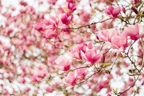 Mengenal Jenis Bunga Magnolia Dan Cara Menanamnya