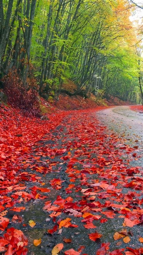 26 Autumn Wallpapers Hd Red Basty Wallpaper