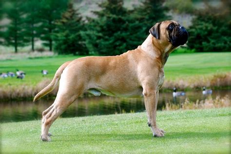 Dog Breed Information Tips For Care Bullmastiff Breed Info