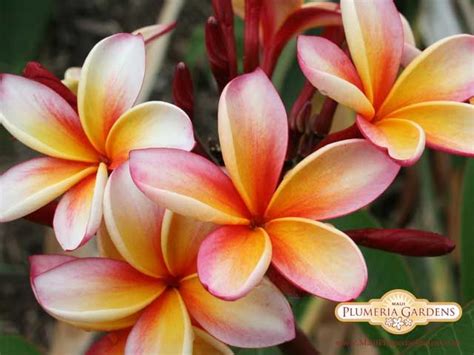Find this pin and more on plumerias by angelia williams. Uncle Robbie Plumeria Cutting, Maui Plumeria Gardens | my ...