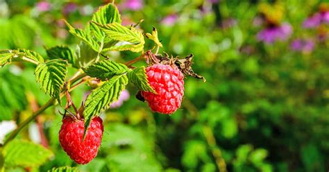 The Top 13 Raspberry Varieties To Grow In Zones 3 9 Gardeners Path