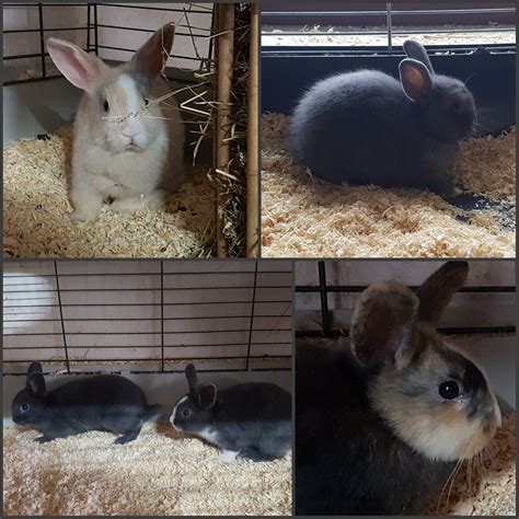 Wählen sie aus 170+ baby kaninchen grafischen ressourcen und laden sie sie in form von png, eps, ai oder psd herunter. Kaninchenbabys › Tierheim Rastatt