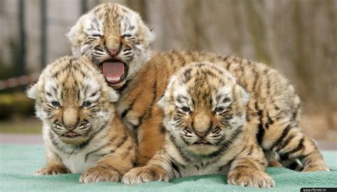 Hình xăm hổ đẹp nhất. Những hình ảnh, hình nền con hổ - Tiger đẹp nhất