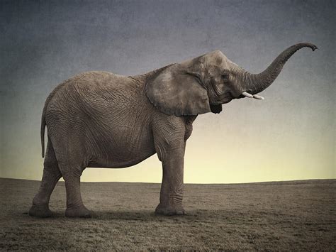 Beautiful Elephant Portrait Photograph By Greg Noblin