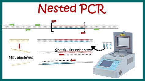 Nested Pcr Principle And Usage Youtube