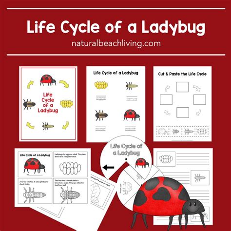 Life Cycle Of A Ladybug Worksheet Worksheets For Kindergarten