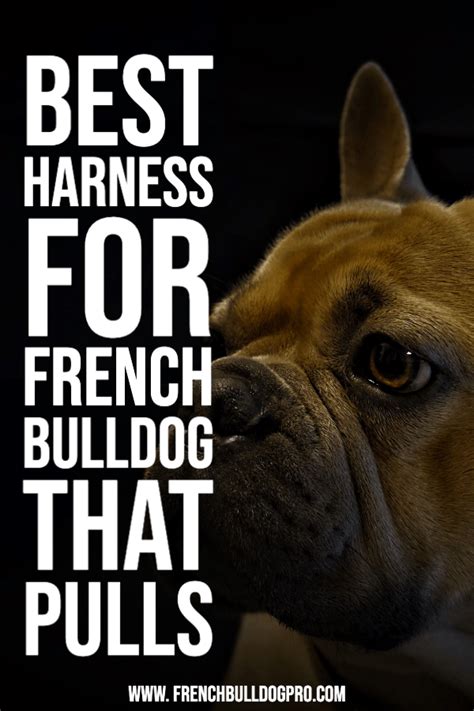 Wrap harnesses come in many different colors and designs and are very popular for smaller breeds such as french bulldogs. Best Harness for French Bulldog that Pulls - FrenchBulldogPro