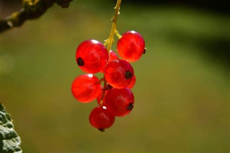 Free Picture Fruit Nature Leaf Berry Summer Currant Plant Sweet