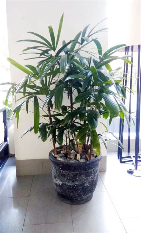 Lady Palm Rhapis Excelsa Care Guide Our House Plants