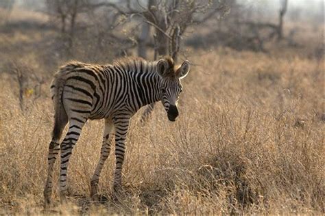 Naturetrek Wildlife Holidays South Africa Kruger Mammals