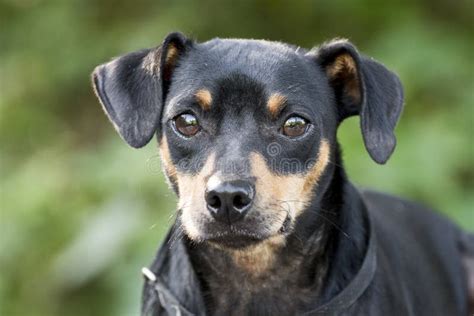 Miniature Pinscher Manchester Terrier Mixed Breed Dog Adoption Photo