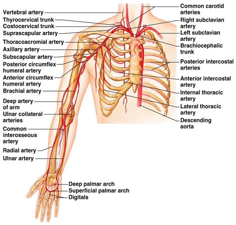 Showing top 8 worksheets in the category arteries veins and capillaries. Arteries of the arm and thoracic cavity. | Arteries and ...