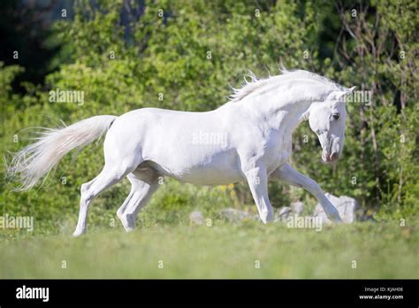 Lipizzan Horse Adult Stallion Siglavy Capriola Primas Galloping On A