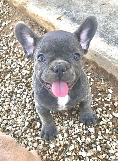 We are a california french bulldog breeder located in vacaville, ca between the bay area/sacramento areas. French Bulldog Puppies For Sale | Colorado Springs, CO #292710