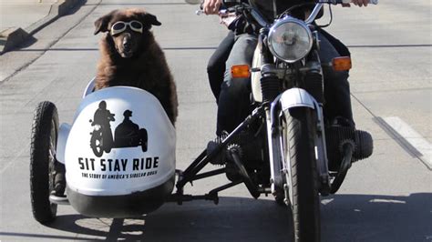 If you're thinking of taking your dog on the road, there how far you plan on traveling may be another factor to consider, since some carriers are on your back rather. dogs in motorcycle sidecars - bikerMetric