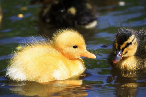 Ducklings Spring Stock Image Image Of Baby Duckling 61072815