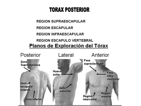 Conocimientos B Sicos Nursing Division Topografica Del Torax