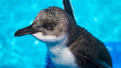 London Aquarium To Raise Genderless Penguin Cnn