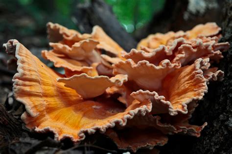 Tips On Foraging For Mushrooms Safely The Washington Post