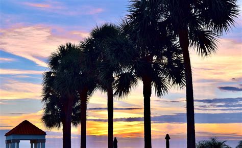 7 Common Palm Trees In Swfl