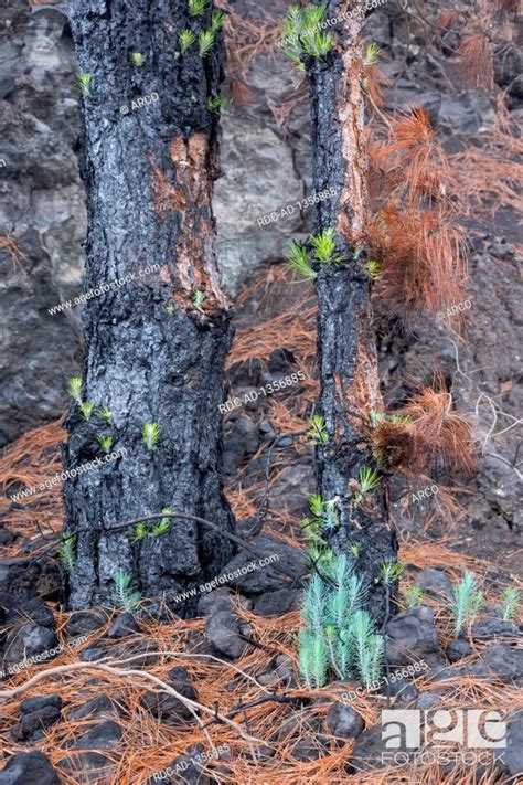 Canary Pine After Forest Fire La Palma Spain Pinus Canariensis