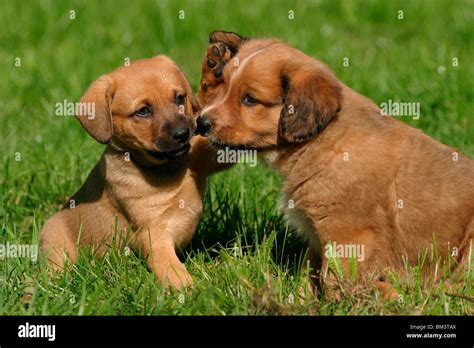 Österreichischer Pinscher Welpe Puppy Stock Photo Alamy