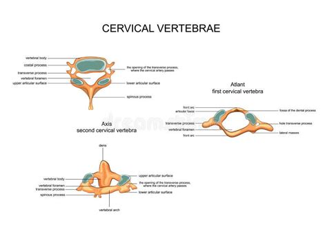 Anatomia Das Vértebras Cervicais Ilustração do Vetor Ilustração de