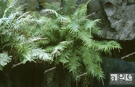 Chinese Brake Pteris Vittata Is A Fern Native To Temperate Regions Of