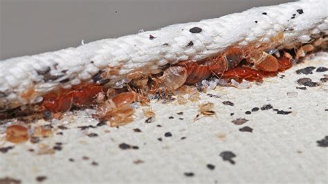 Are Bed Bugs Worse Than We Thought School Integrated