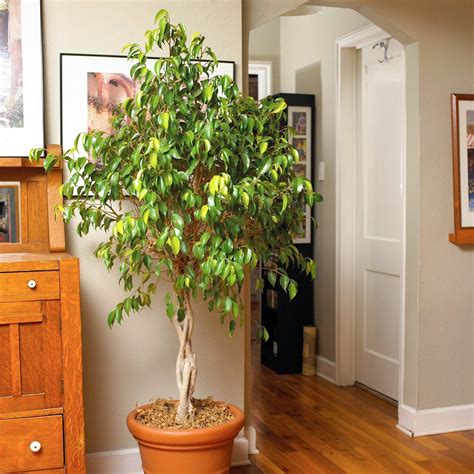 15 Of The Best Indoor Trees To Add Leafy Accents To Your Home Ficus
