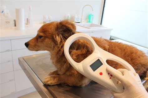 Iso means international standardisation for organisations. Microchip para perros, el mejor aliado - Ribamontes