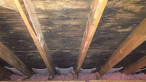 Attic Mold Don T Ignore It Call Us Mold Removal Florida