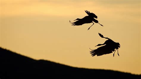 Free Download Bird Silhouette Hd Wallpapers Hd Wallpapers Inn Pictures