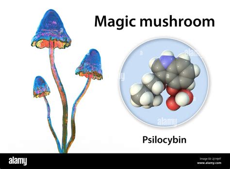 Magic Mushrooms And Psilocybin Molecule Illustration Stock Photo Alamy