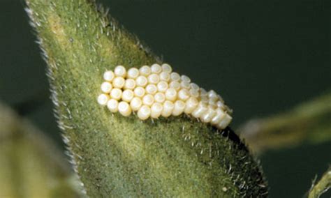Do you want to know what they are and you may even find these tiny white flies in your house, where they often attack potted plants. Can anyone identify this pest? - GrowWeedEasy.com Cannabis ...