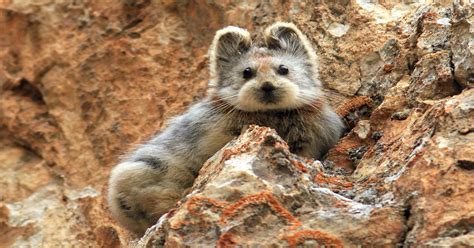 The Extremely Rare And Endangered Ili Pika Pics