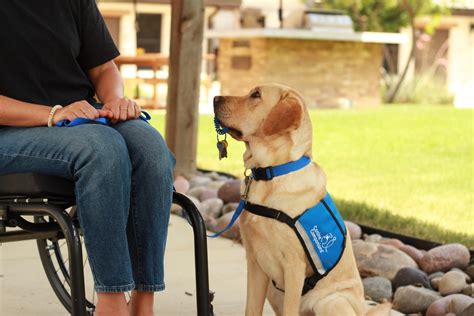A Dog Helping People