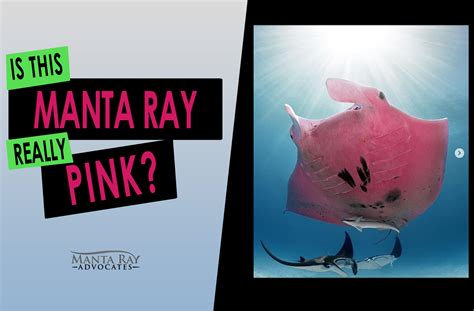 Is This Manta Ray Really Pink Manta Ray Advocates Hawaii