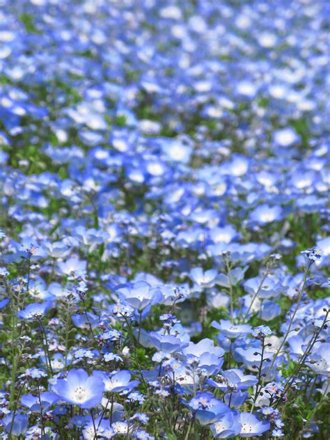 178 baby blue eyes flower premium high res photos. Baby blue eyes / Nemophila menziesii / ネモフィラ / 瑠璃唐草(ルリカラクサ ...