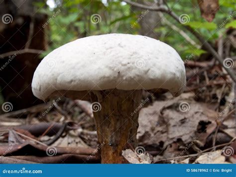White Cap Forest Mushroom Stock Photo Image 58678962
