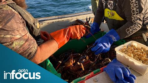 Whats Really Behind The Lobster Fishery Tensions In Nova Scotia